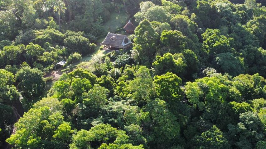 Forested land from above