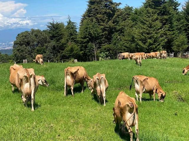 Pasture land with cattle