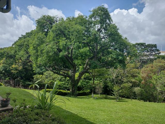 Garden with mature trees