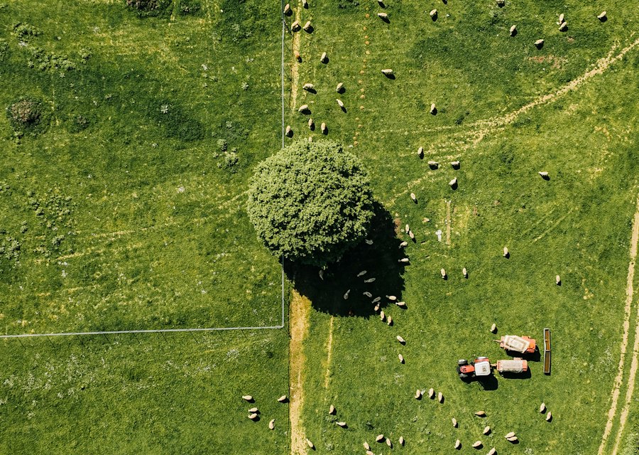 Large open pasture seen from above
